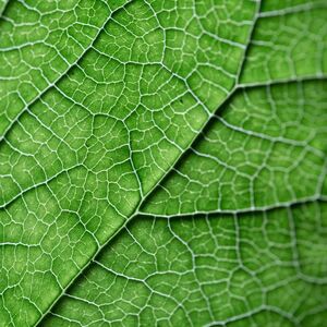 Blatt_Judith_Barfuss_Komplementaermedizin Das Foto ist eine Makroaufnahme eines grünen Blattes.